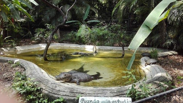 Zoológico Miguel Álvarez del Toro